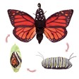 Folkmanis Monarch Life Cycle 3073