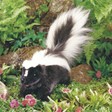 Folkmanis Skunk 2250 View 2