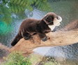 Folkmanis Otter, River 2266 View 2