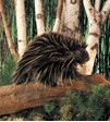 Folkmanis Porcupine 2378 View 2