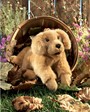 Folkmanis Golden Retriever Puppy 2862 View 2