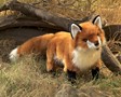Folkmanis Fox, Red 2876 View 2