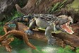 Folkmanis Alligator, American 2921 View 2