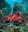 Folkmanis Octopus, Red 2974 View 2