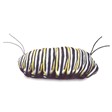 Folkmanis Monarch Life Cycle 3073 View 2