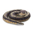 Folkmanis Mini Snake 2783 View 2