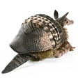 Folkmanis Armadillo 3207 View 2