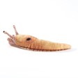Folkmanis Mini Slug, Banana 8002 View 3