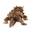 Folkmanis Lizard, Horned 3225 View 3