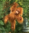Folkmanis Orangutan, Baby 3106 View 4