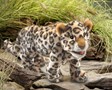 Folkmanis Leopard, Cub 3176 View 4