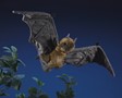 Folkmanis Bat, Fruit 3191 View 4