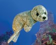 Folkmanis Seal, Harbor 2537 View 4