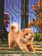 Folkmanis Pomeranian Puppy 3139 View 4