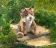 Folkmanis Bobcat Kitten 3158 View 5
