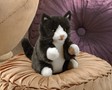 Folkmanis Kitten, Tuxedo 3179 View 4