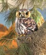 Folkmanis Owl, Pygmy 3195 View 5