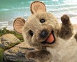 Folkmanis Quokka 3196 View 5