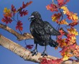 Folkmanis Crow 3209 View 5