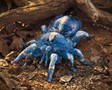 Folkmanis Tarantula, Blue 3222 View 5