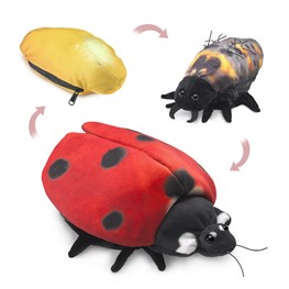 Ladybug Life Cycle